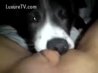 [ Zoophilia Porn Video ] Dog engulfing love tunnel in non-professional homemade movie scene